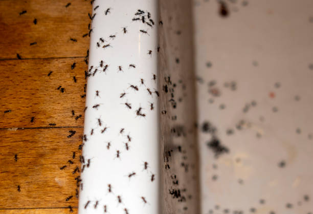 Best Ant Control Services  in Seaside, OR